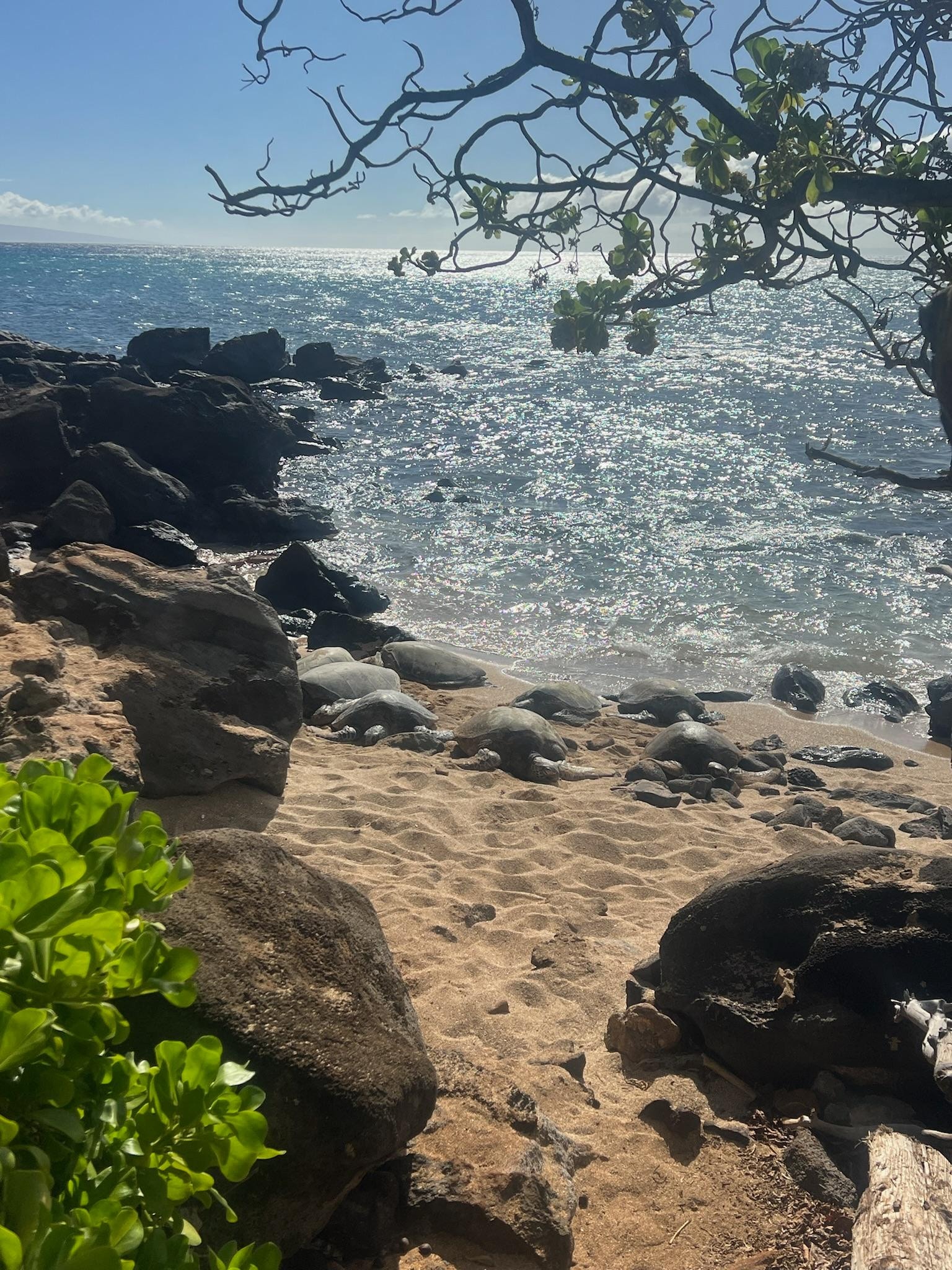 Turtles on the beach