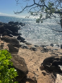Turtles on the beach