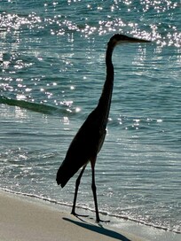 Walking on the beach