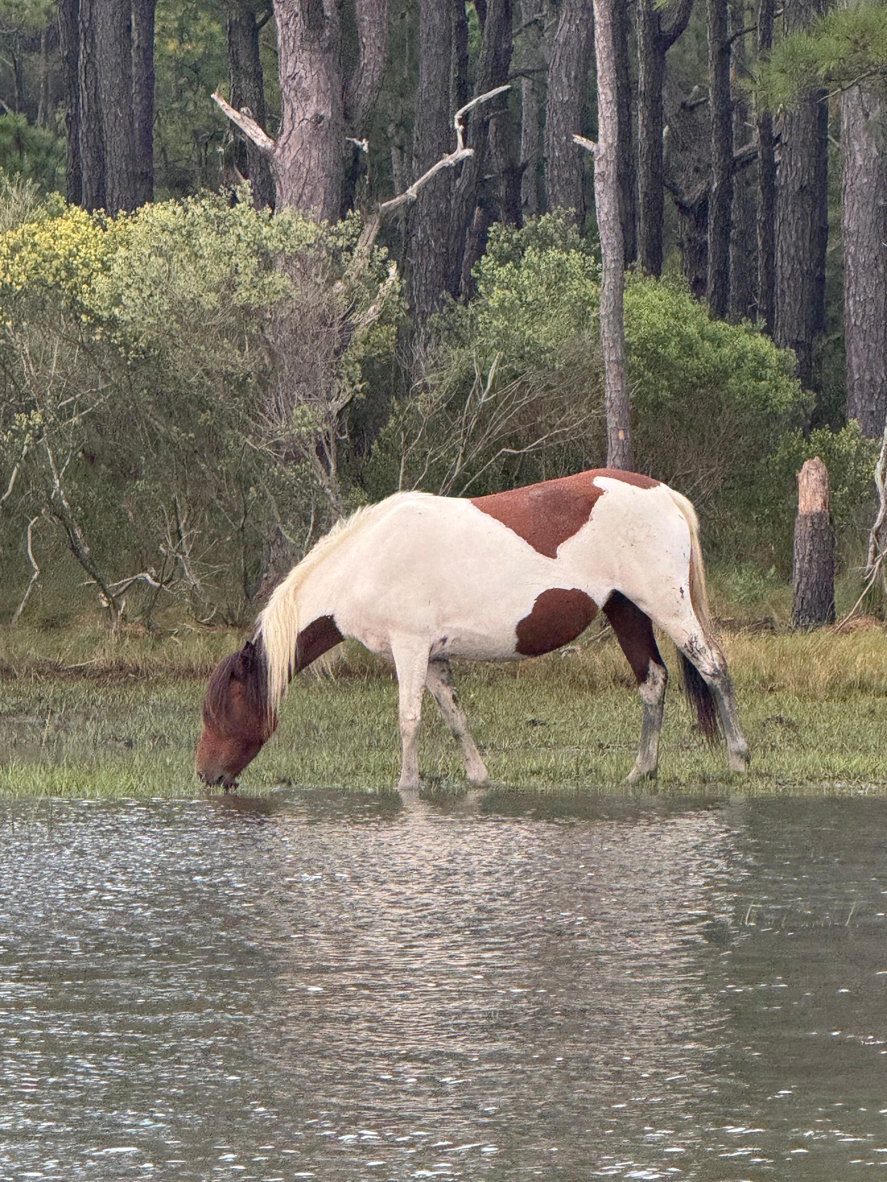 Captain Randy’s boat tour with Chincoteaque Island Adventures 