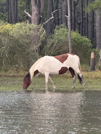 Captain Randyâs boat tour with Chincoteaque Island Adventures