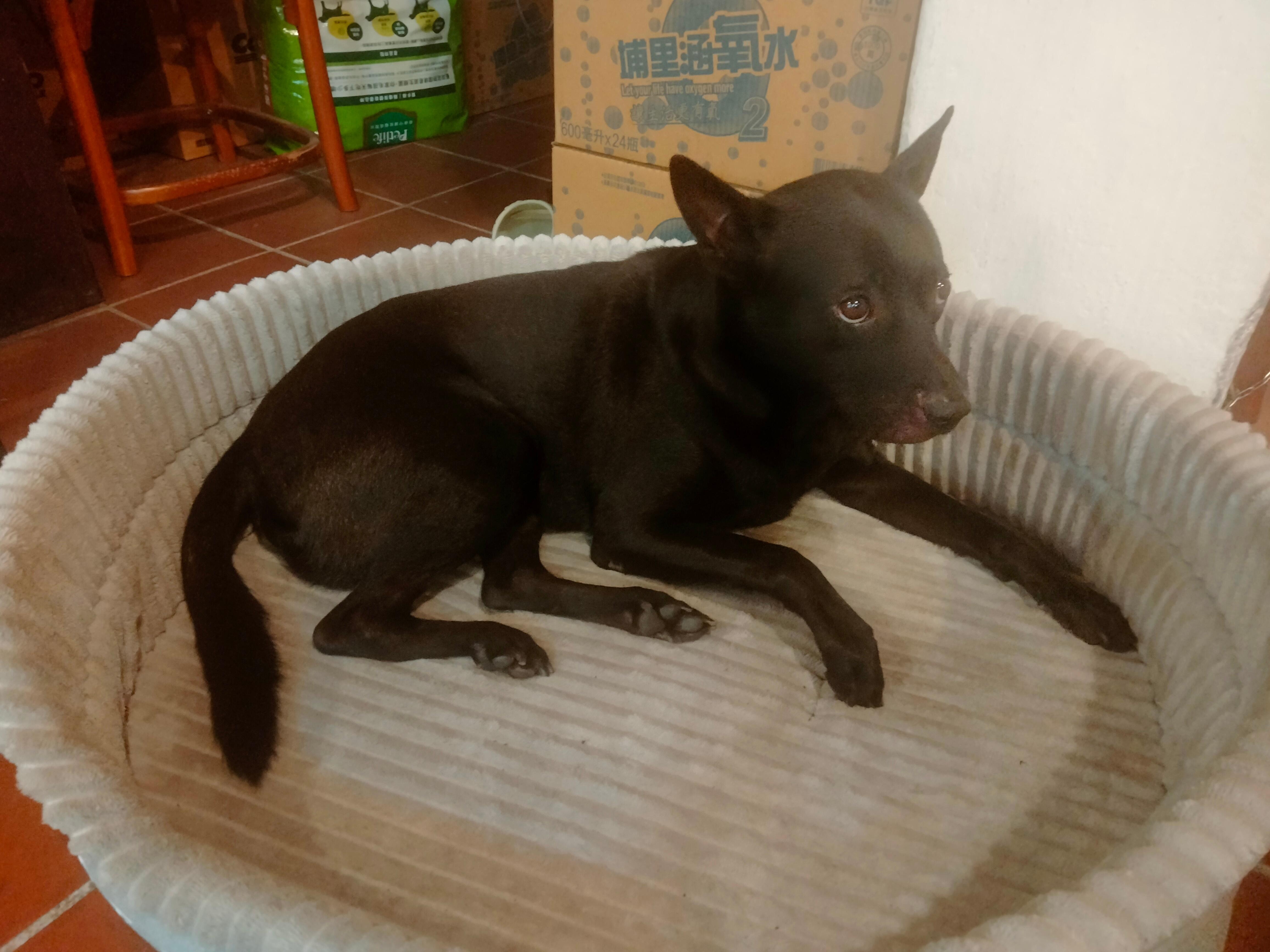看板犬のマッチ
