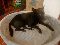 看板犬のマッチ