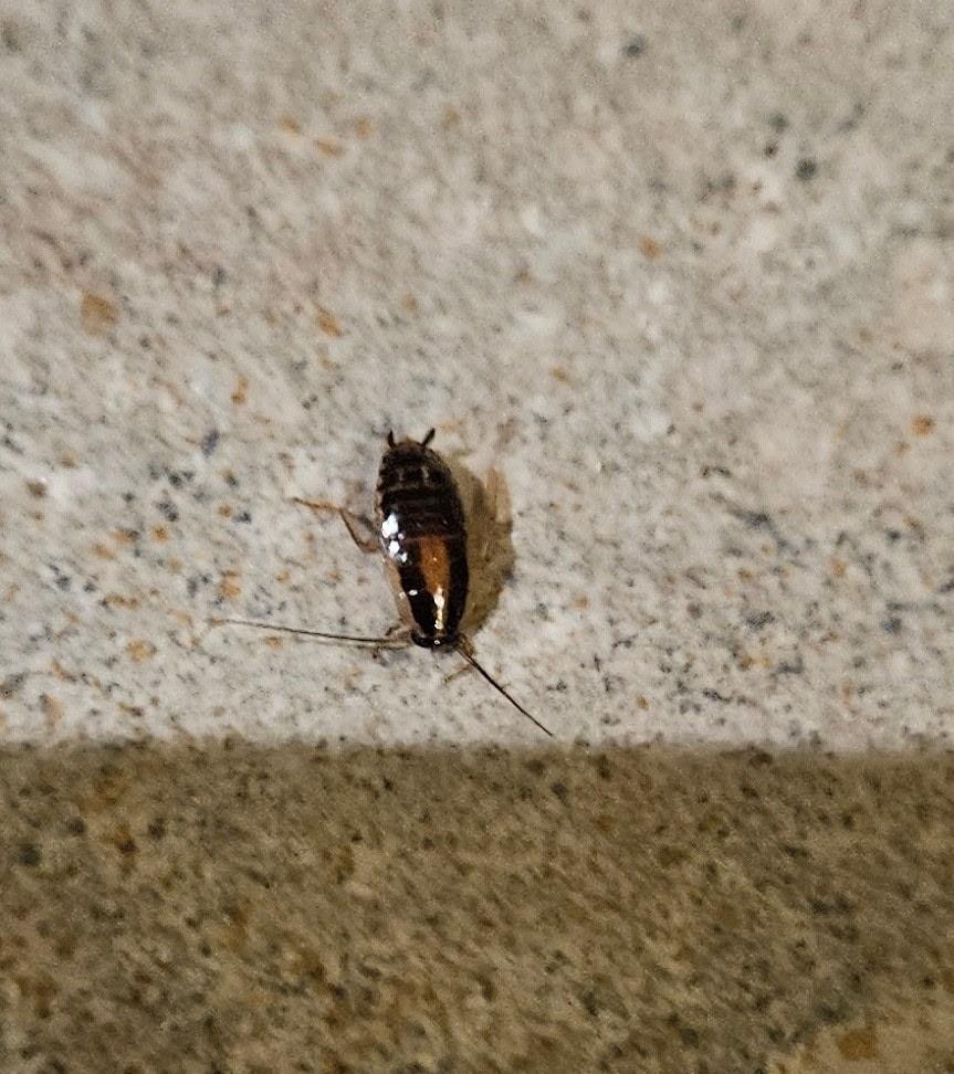 Cockroach in the kitchen