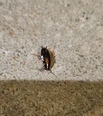 Cockroach in the kitchen