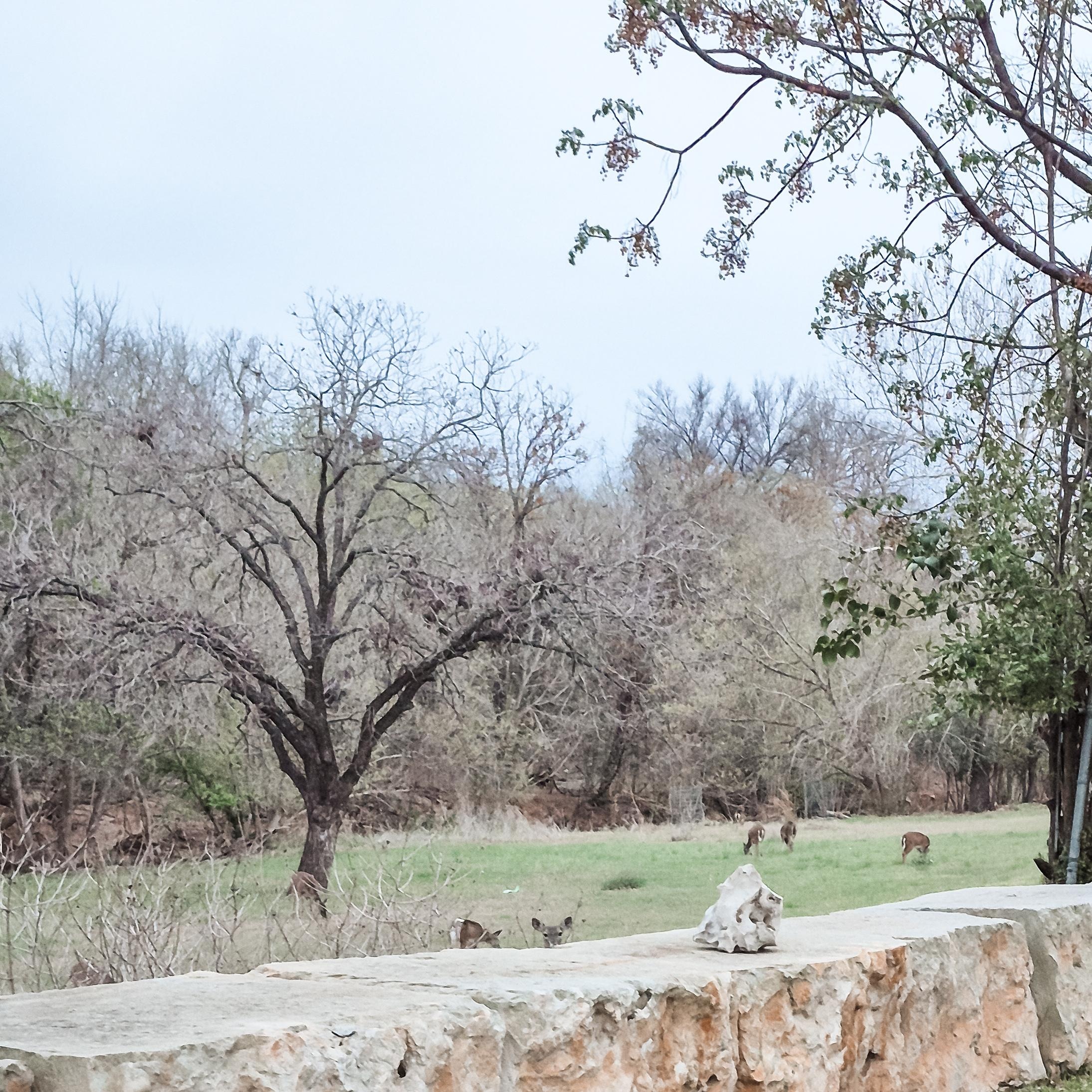 Again, down by the creek, theres so many deer. Loved the relaxed feel.