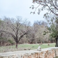 Again, down by the creek, theres so many deer. Loved the relaxed feel.