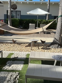 Chickens at the pool