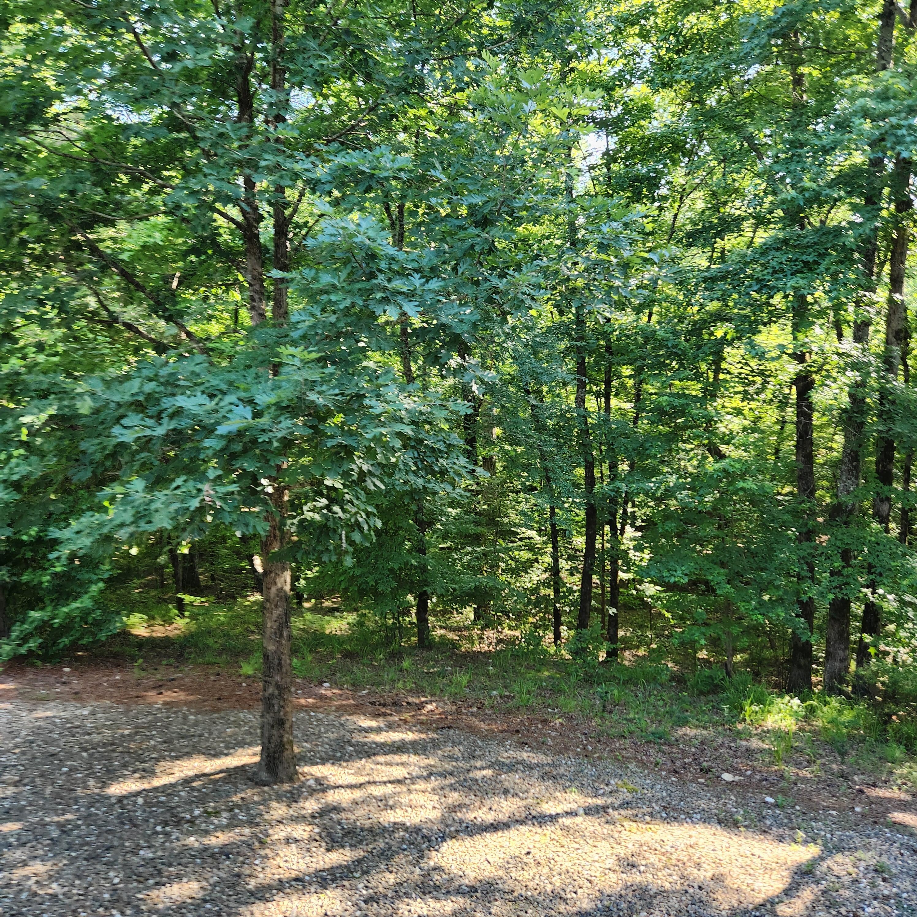 The view from the back porch