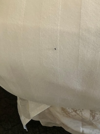 Gross mouse/ rat feces?