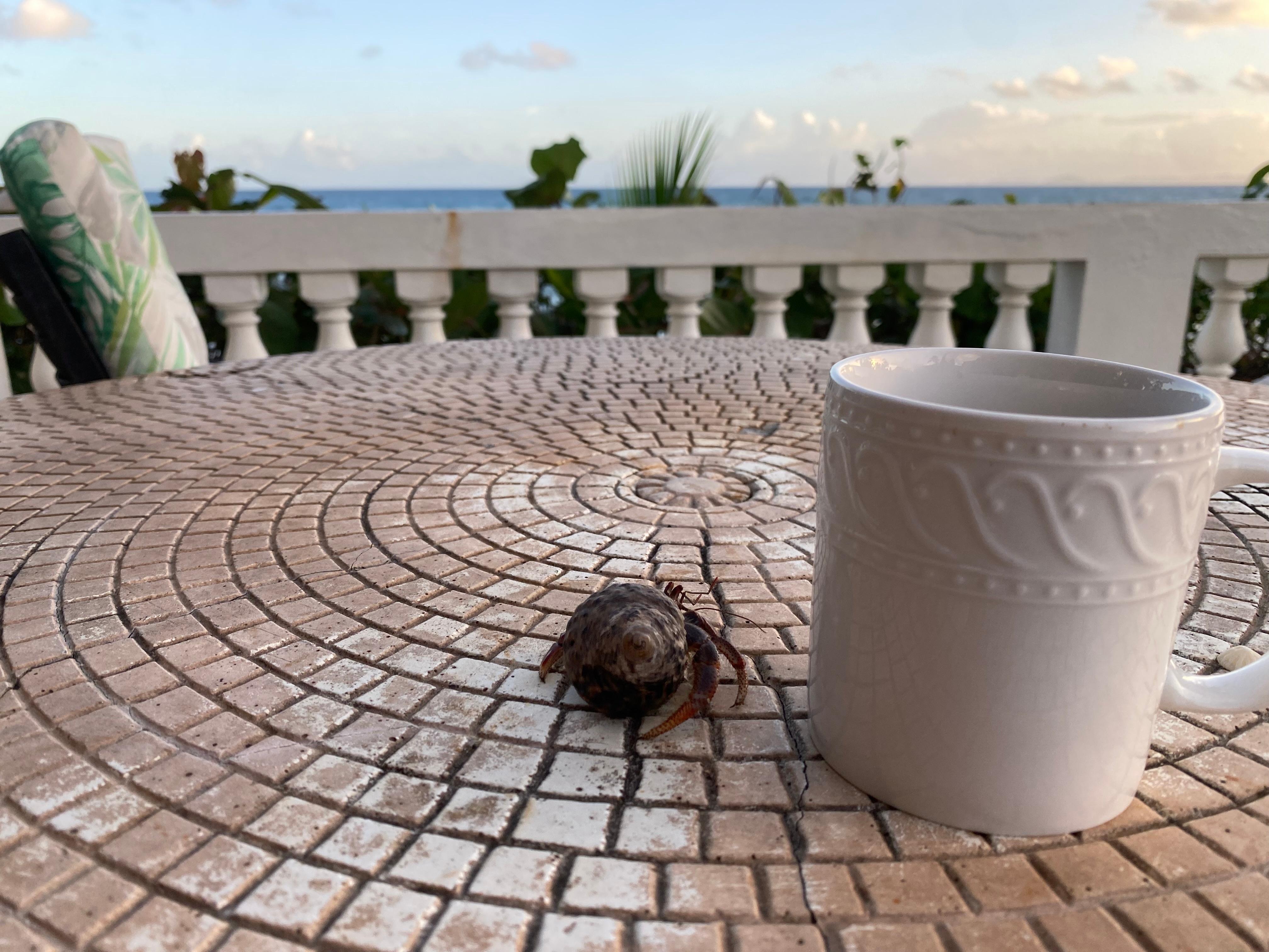 Several hermit crabs visited us in the backyard. The kids loved looking for them and the visiting chickens 