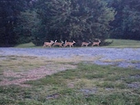 Deer right in Yard