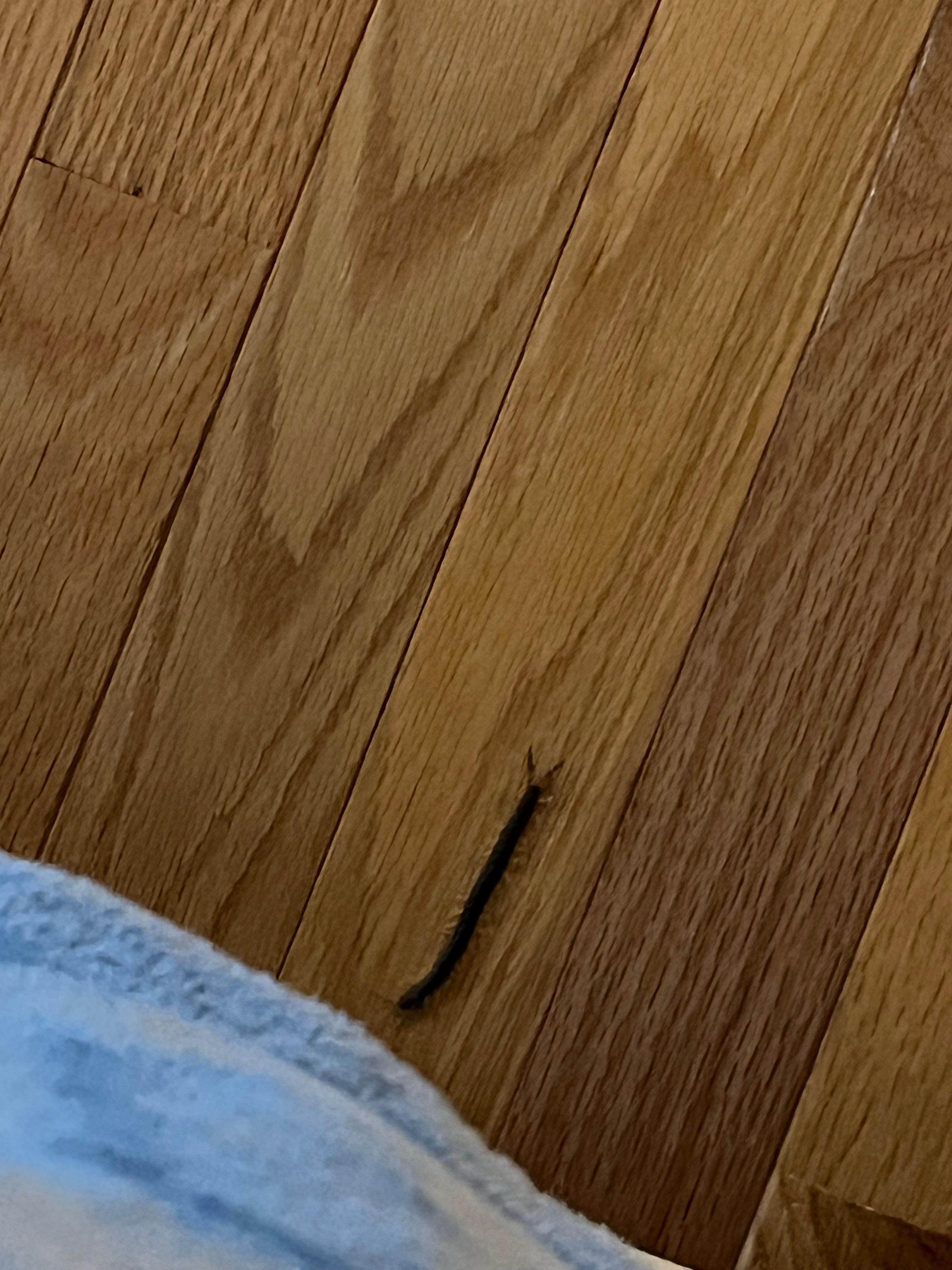 Crawling bugs in bedroom