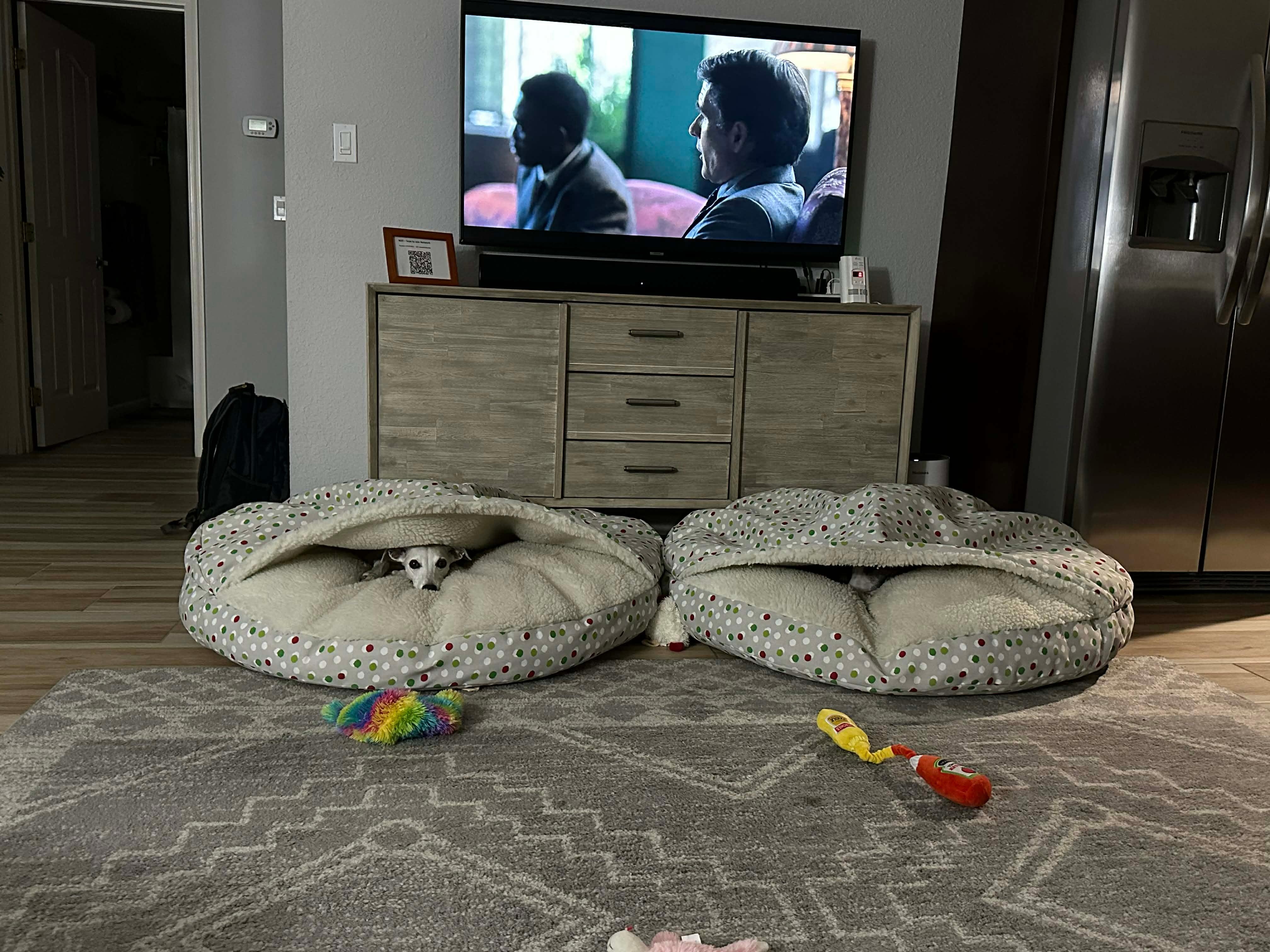The dogs enjoying our VRBO stay