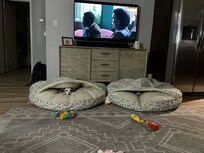 The dogs enjoying our VRBO stay