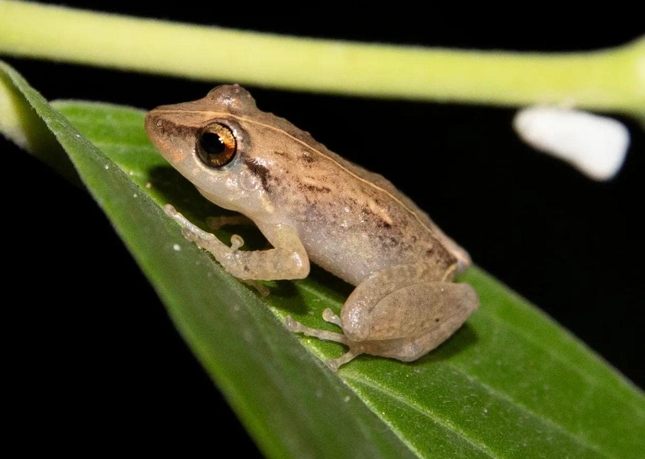 An occupant of said courtyard 