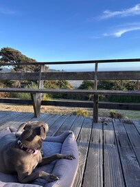 Hazel with a view