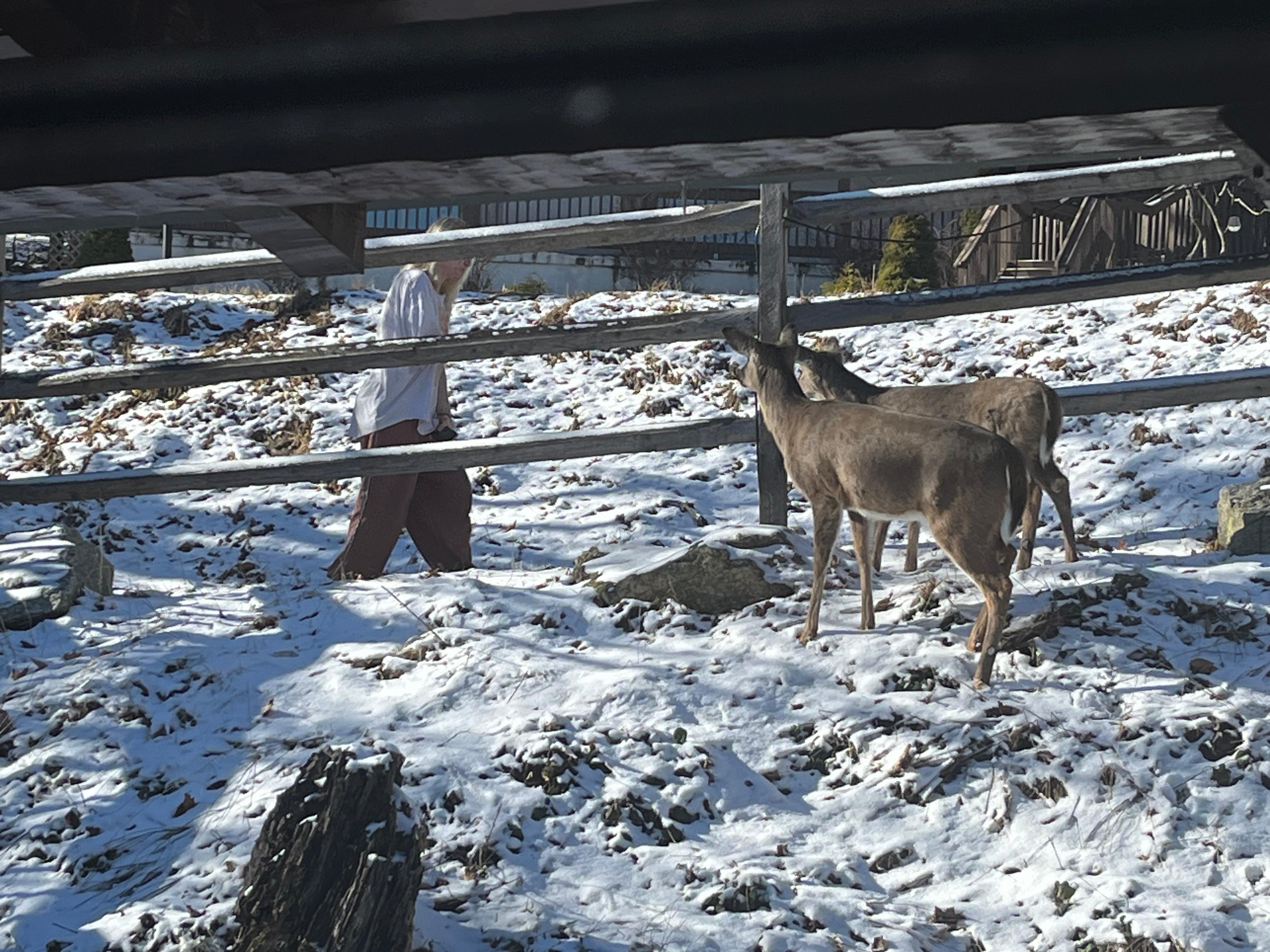 Family of deer eating breakfast with us during our stay.