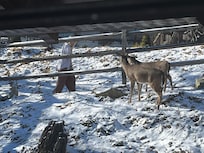 Family of deer eating breakfast with us during our stay.