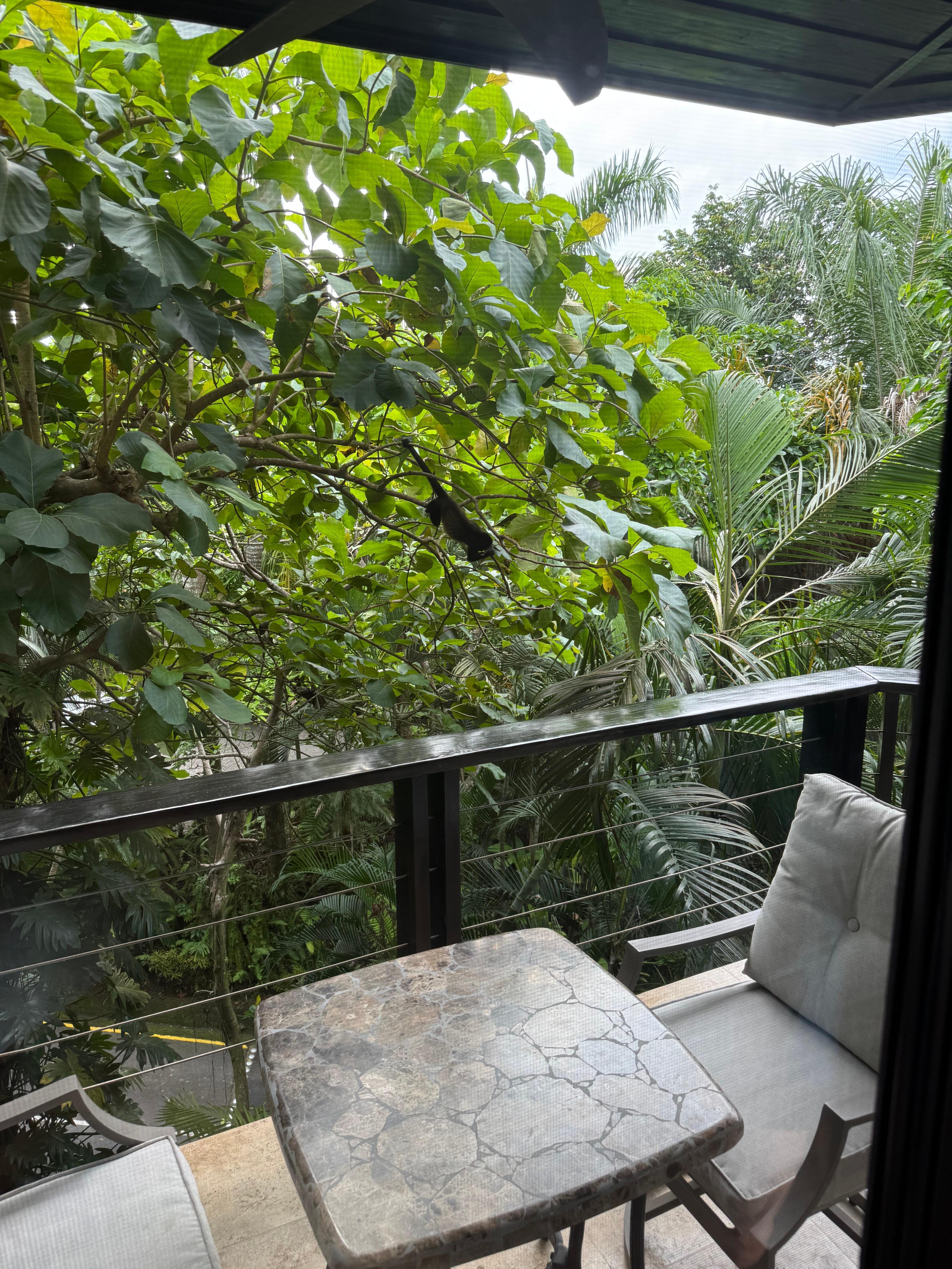 A howler monkey hanging out just outside of the master bedroom. 