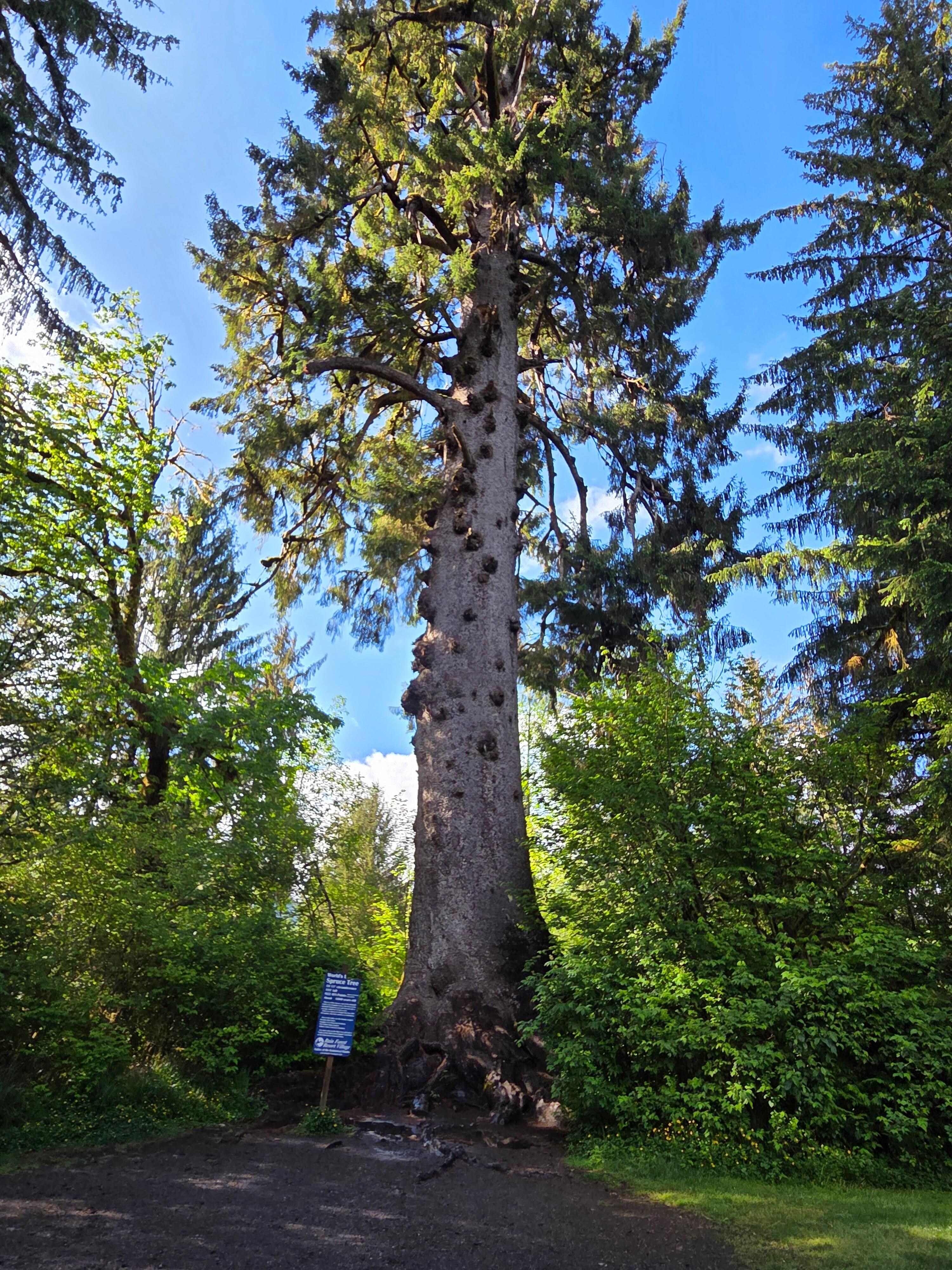 Spruce tree