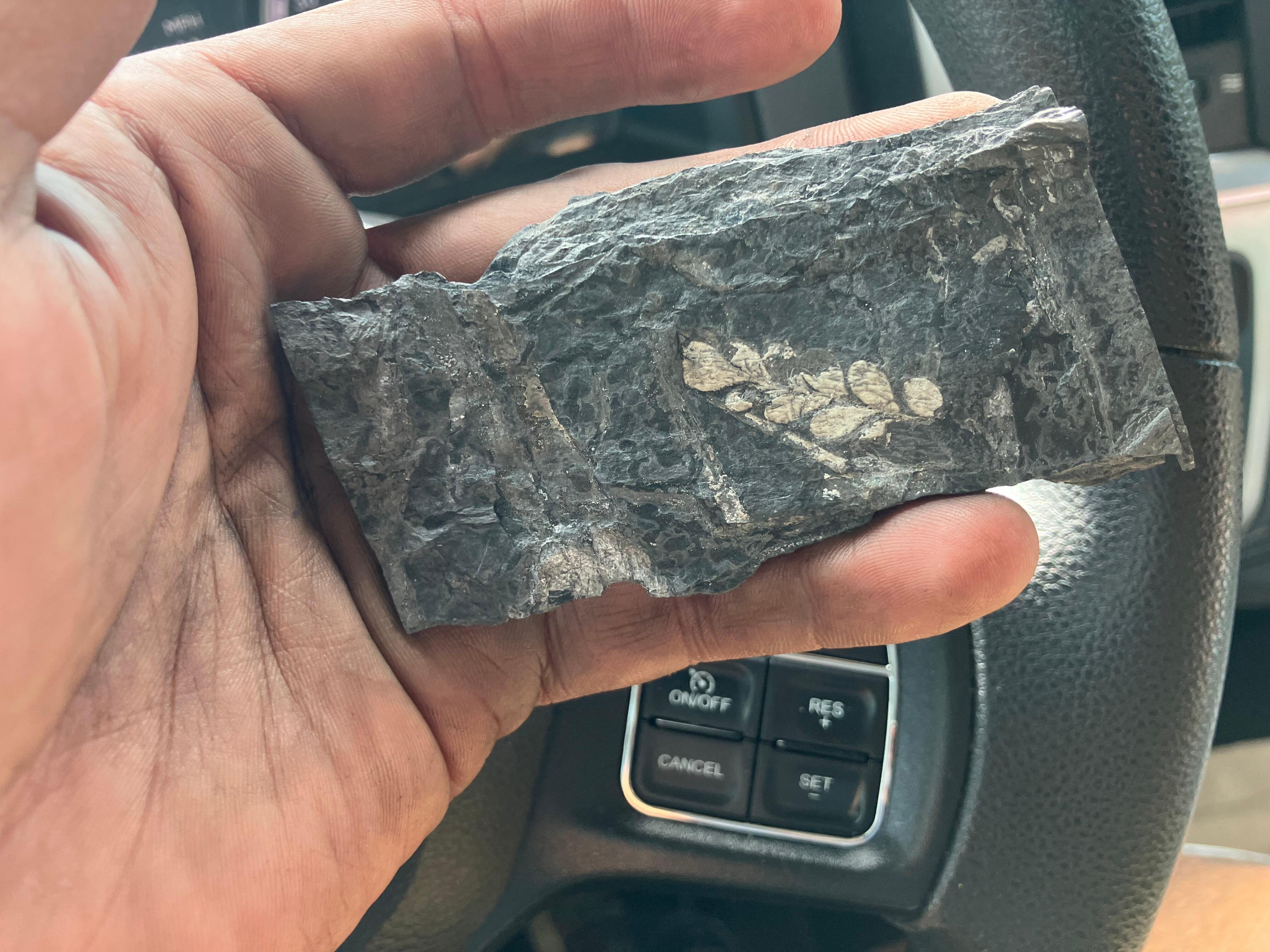 Taking home the booty! 350 million year old fern fossil!