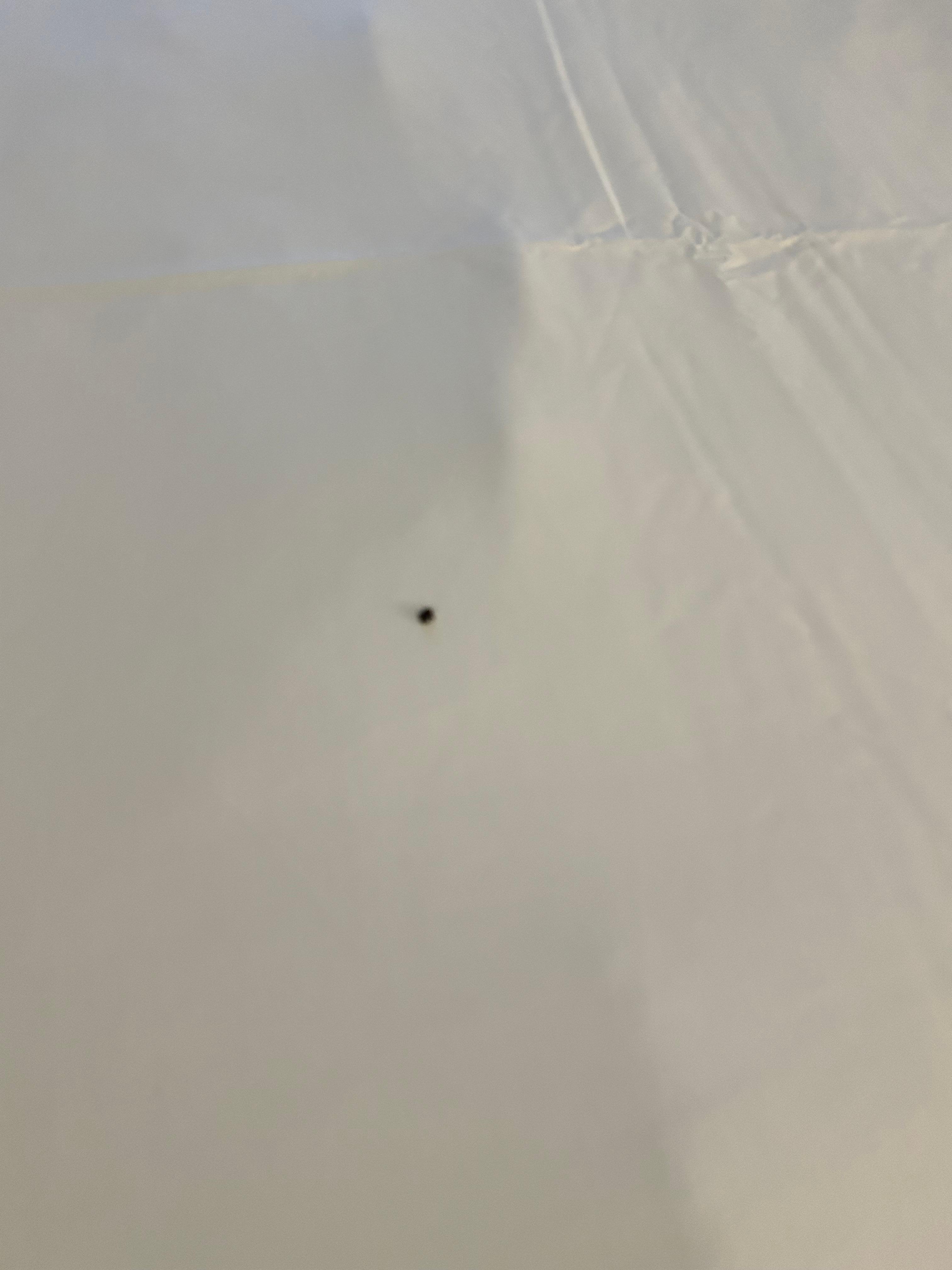 Bedbug