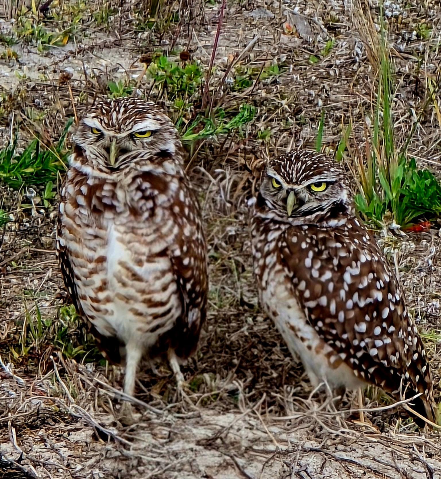 Burrowing Owls