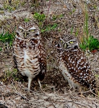 Burrowing Owls