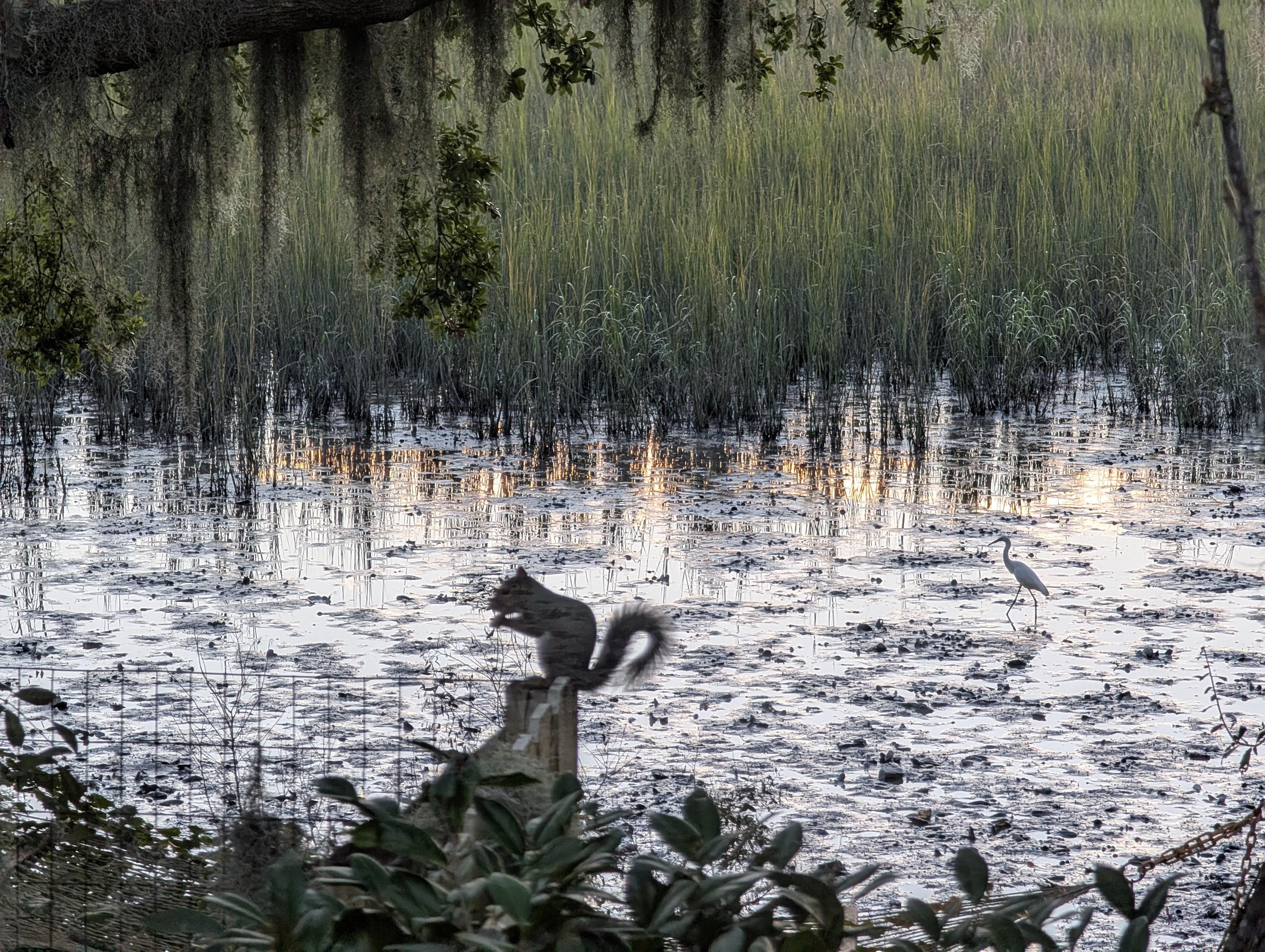 Wildlife from the porch