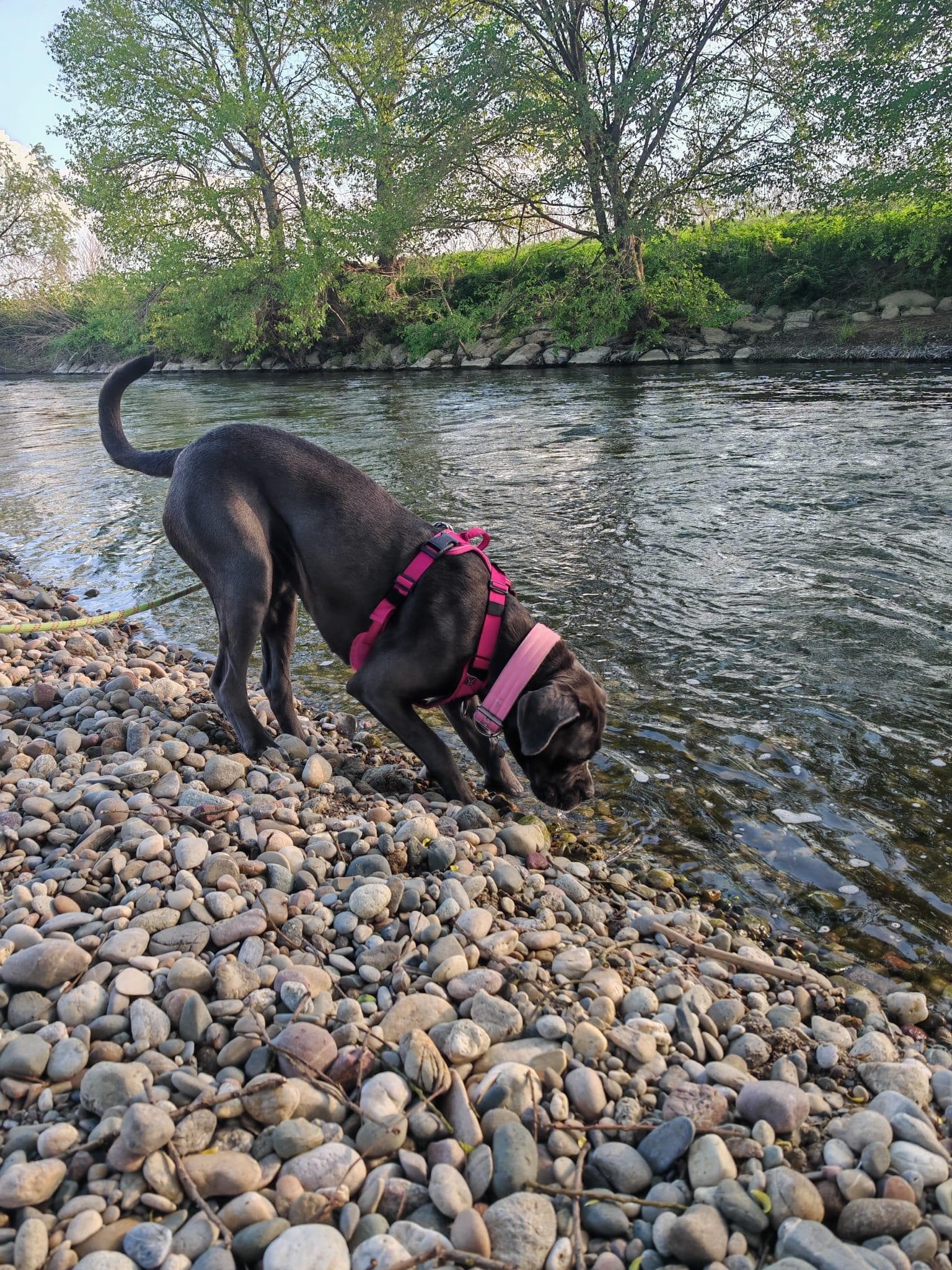 Balades le long de l’Ill à deux pas de la maison . Parfait ! 