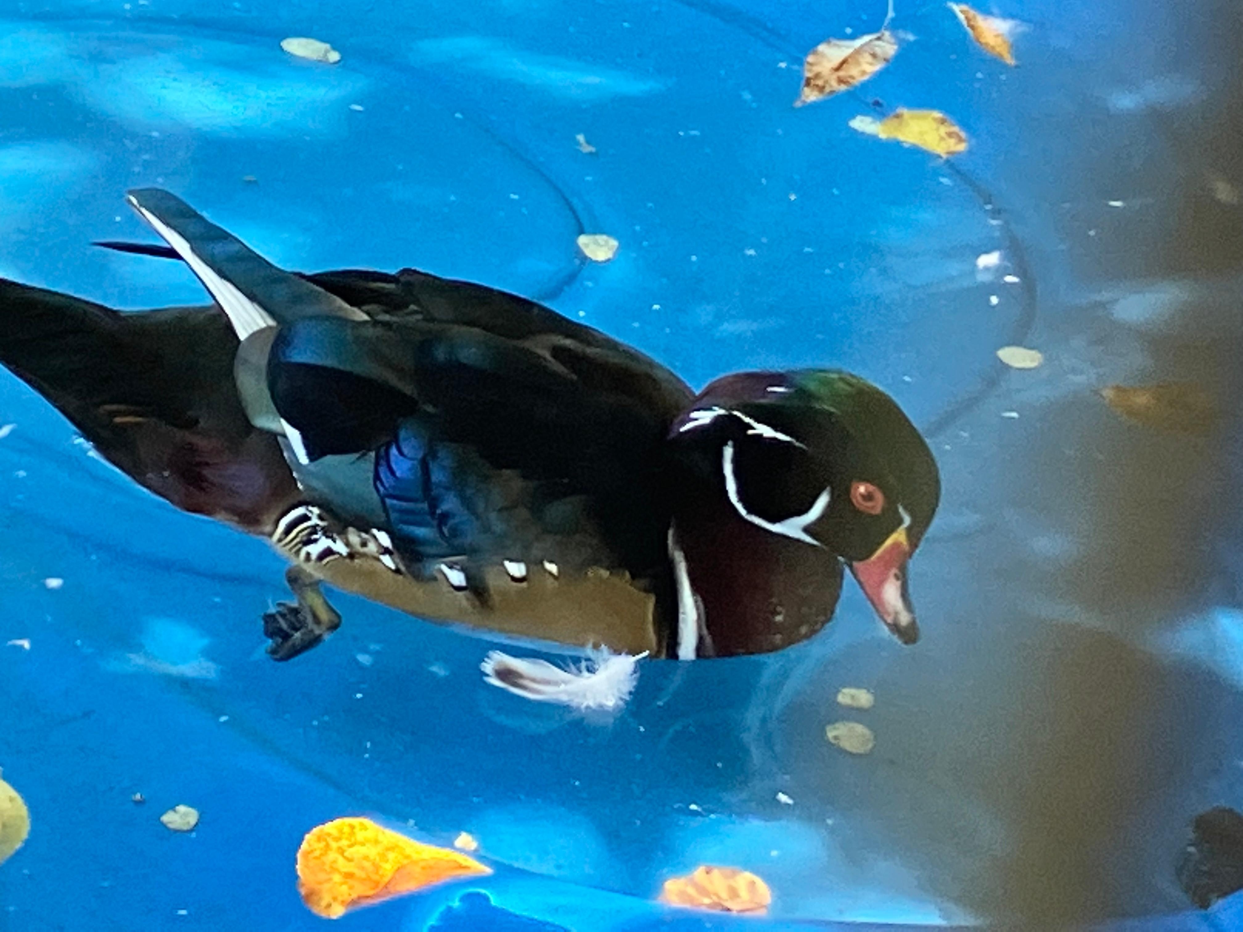 Wood Duck