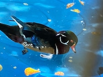 Wood Duck