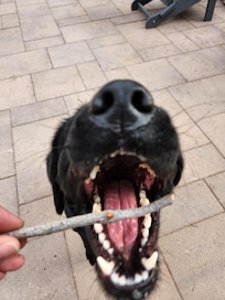 Dogs loved backyard and finding sticks...