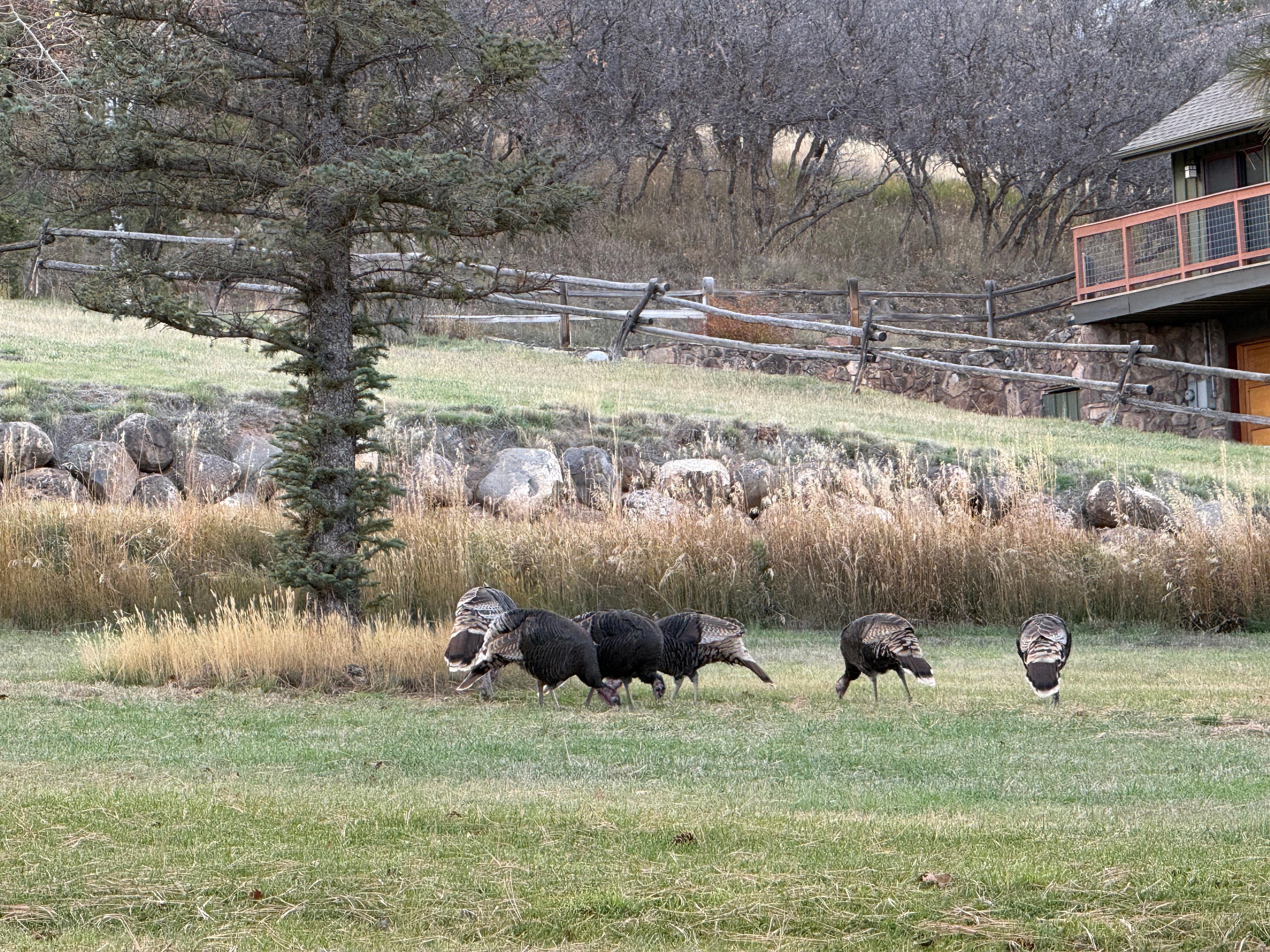 Wild turkeys in front yard
