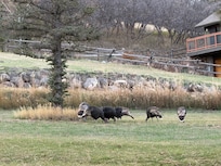 Wild turkeys in front yard