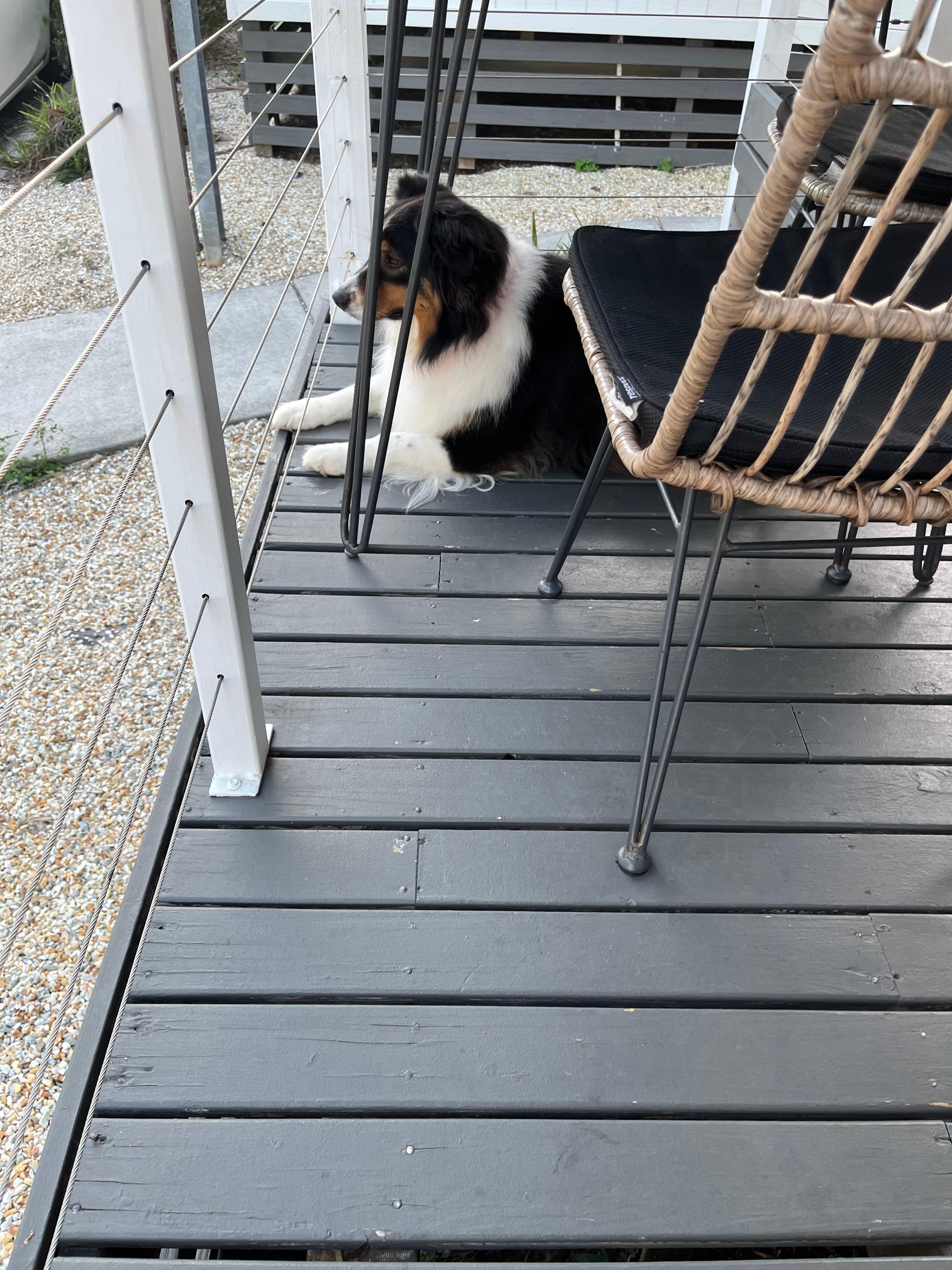 Bobbie enjoying the secure balcony in the lakeside cabin. 