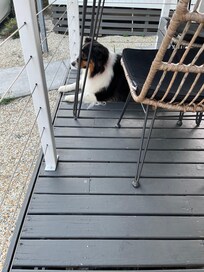 Bobbie enjoying the secure balcony in the lakeside cabin.