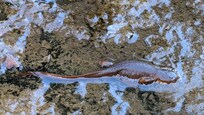 Rough-skinned newt
