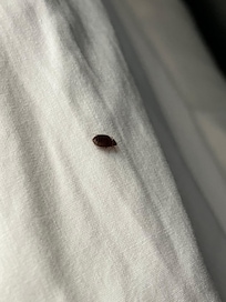 Bedbug