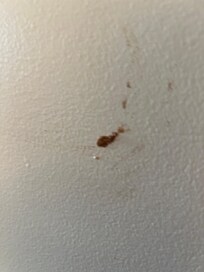 Could be poo or not, but want going to investigated