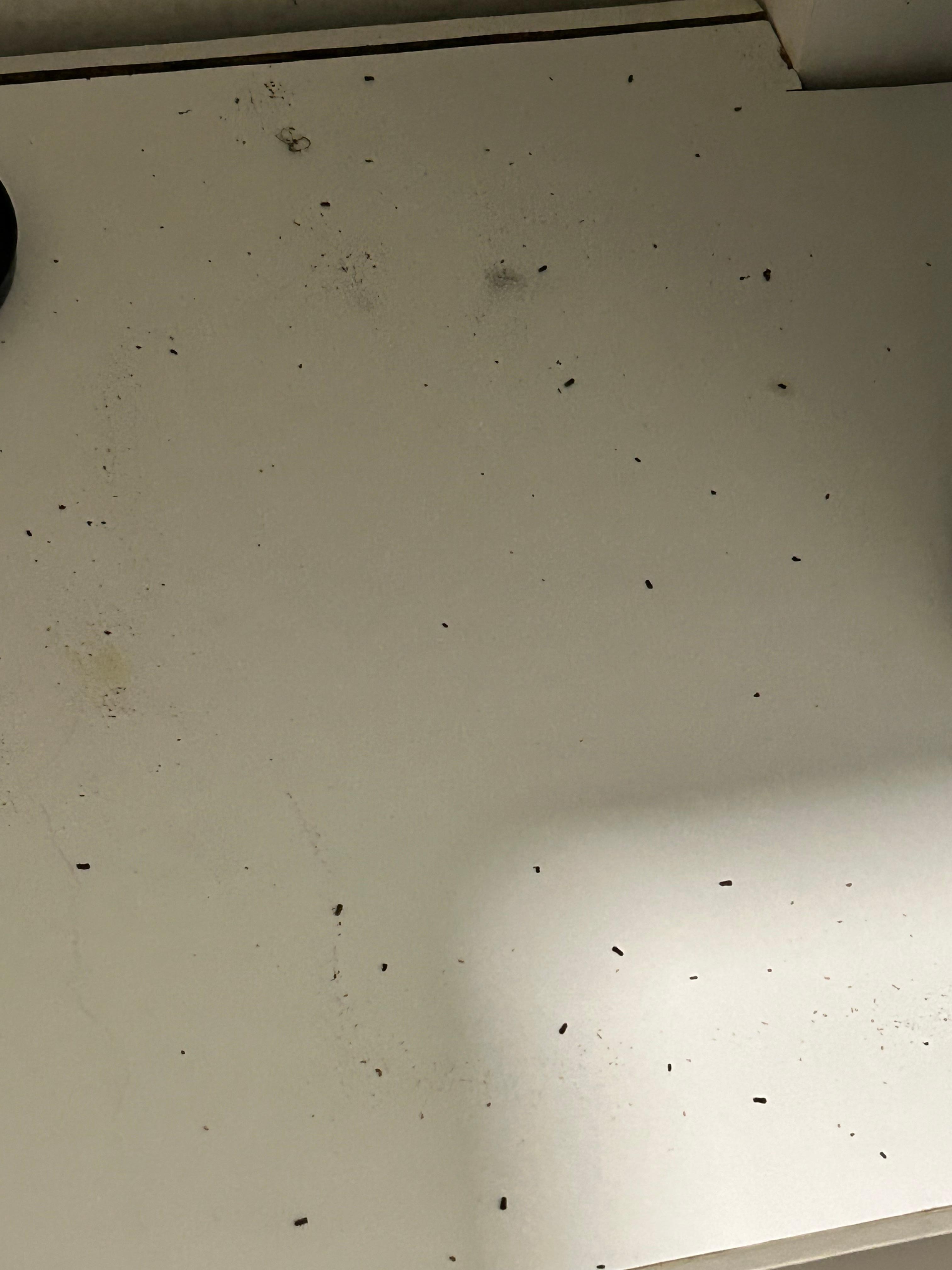 I don't think they cleaned before our arrival.