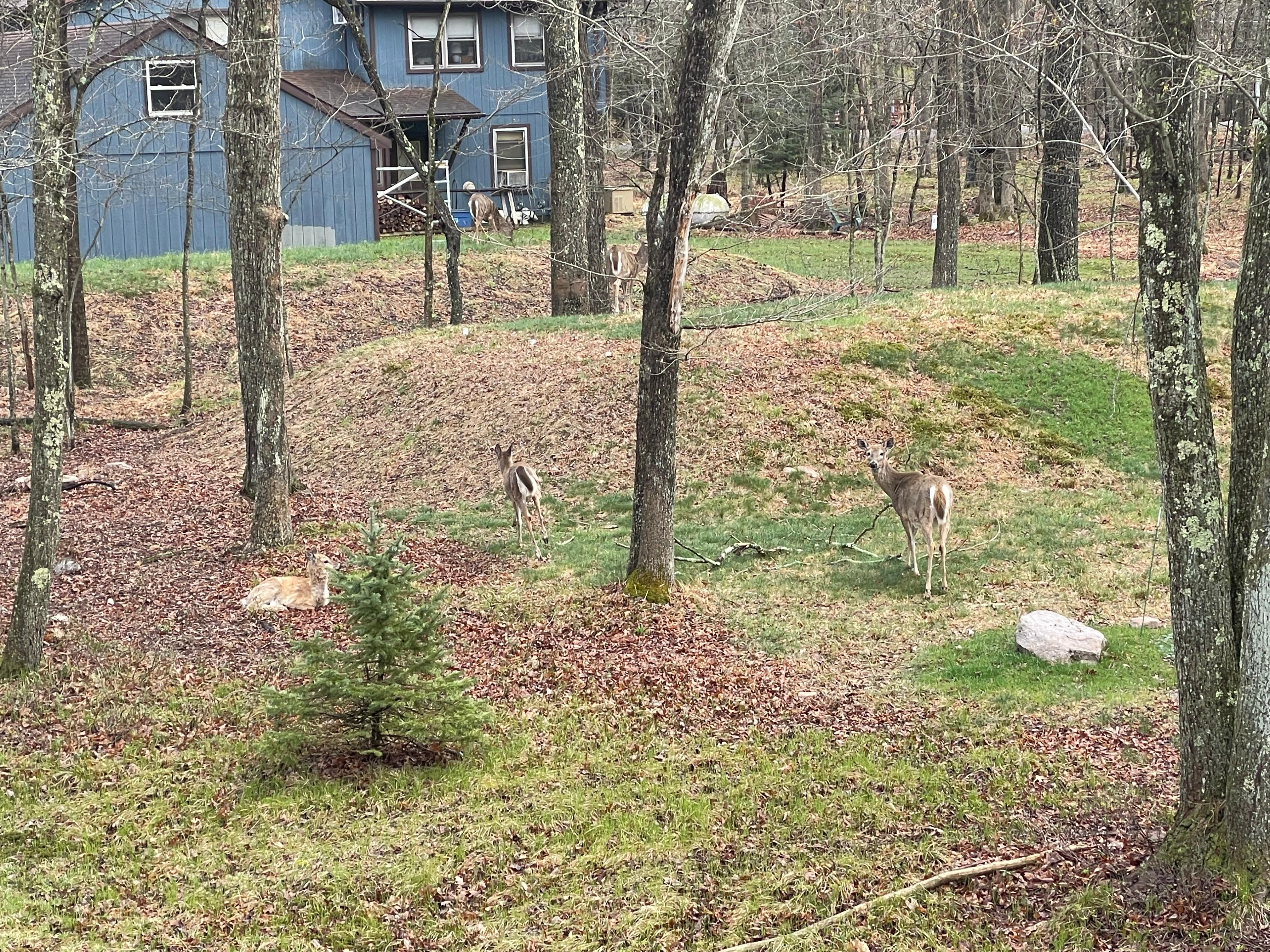 The deer came to see us everyday . 