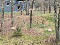 The deer came to see us everyday .