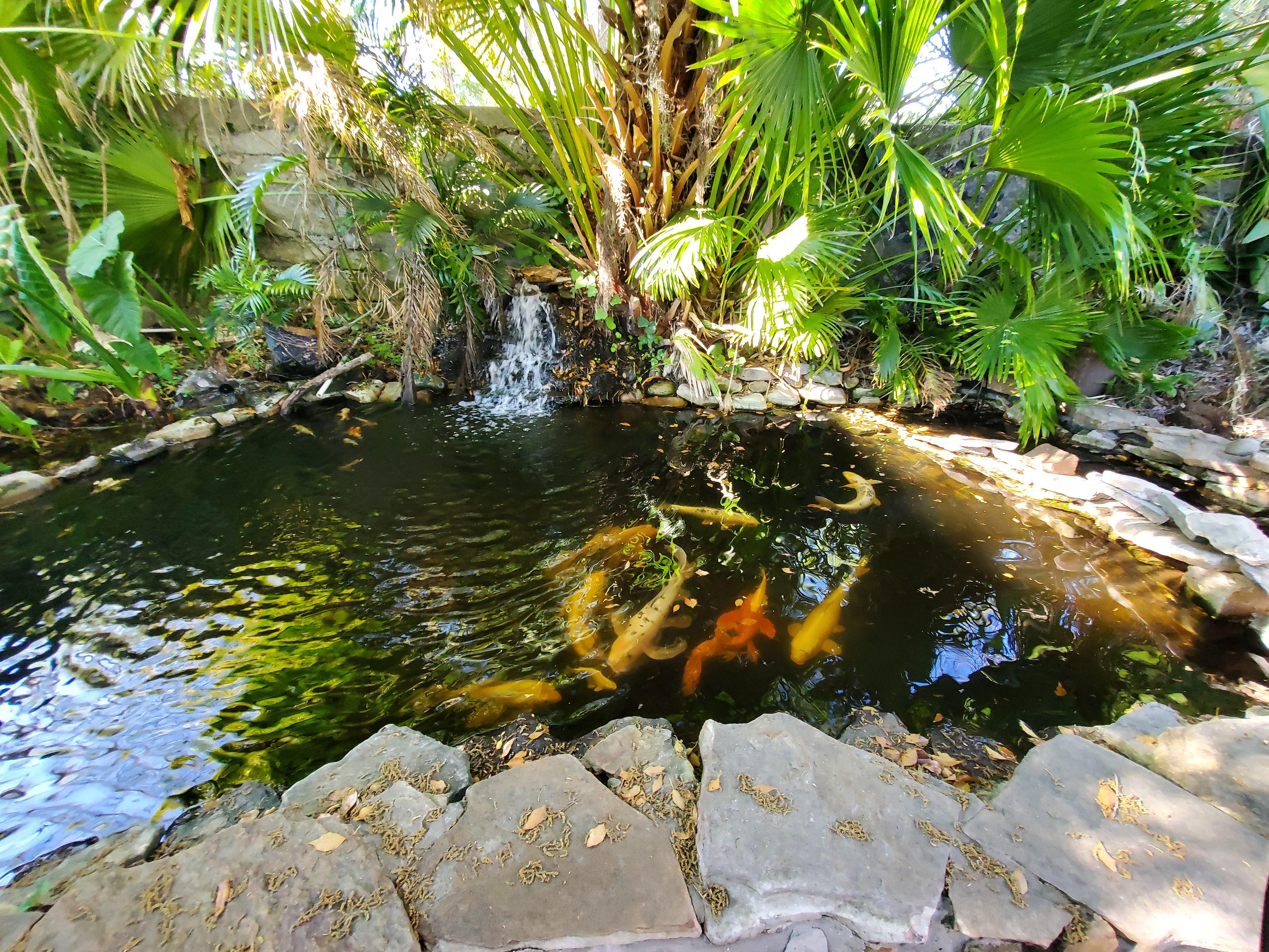 Pretty pond in back patio area. 