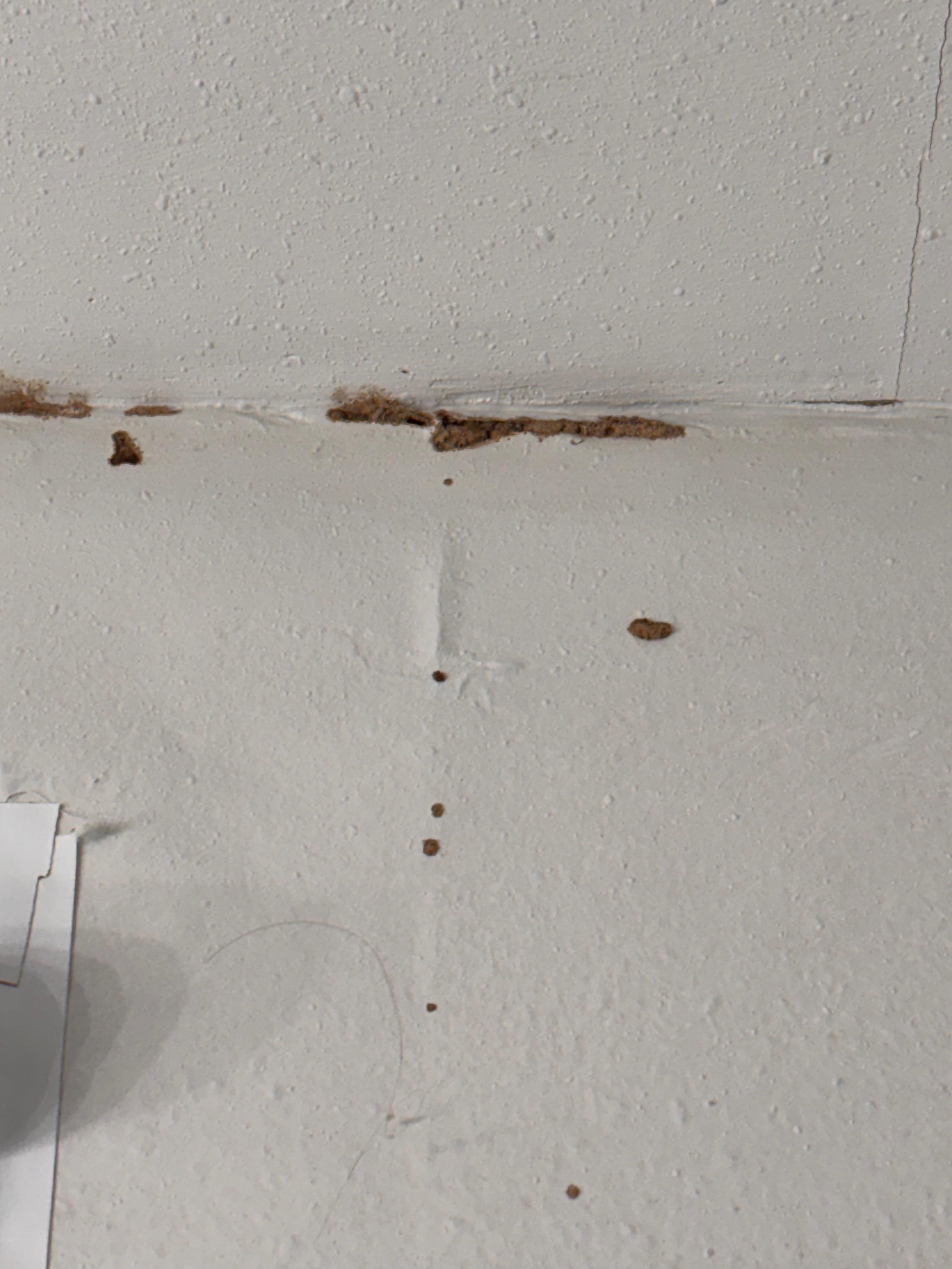 Termite tunnels over window 