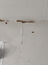 Termite tunnels over window