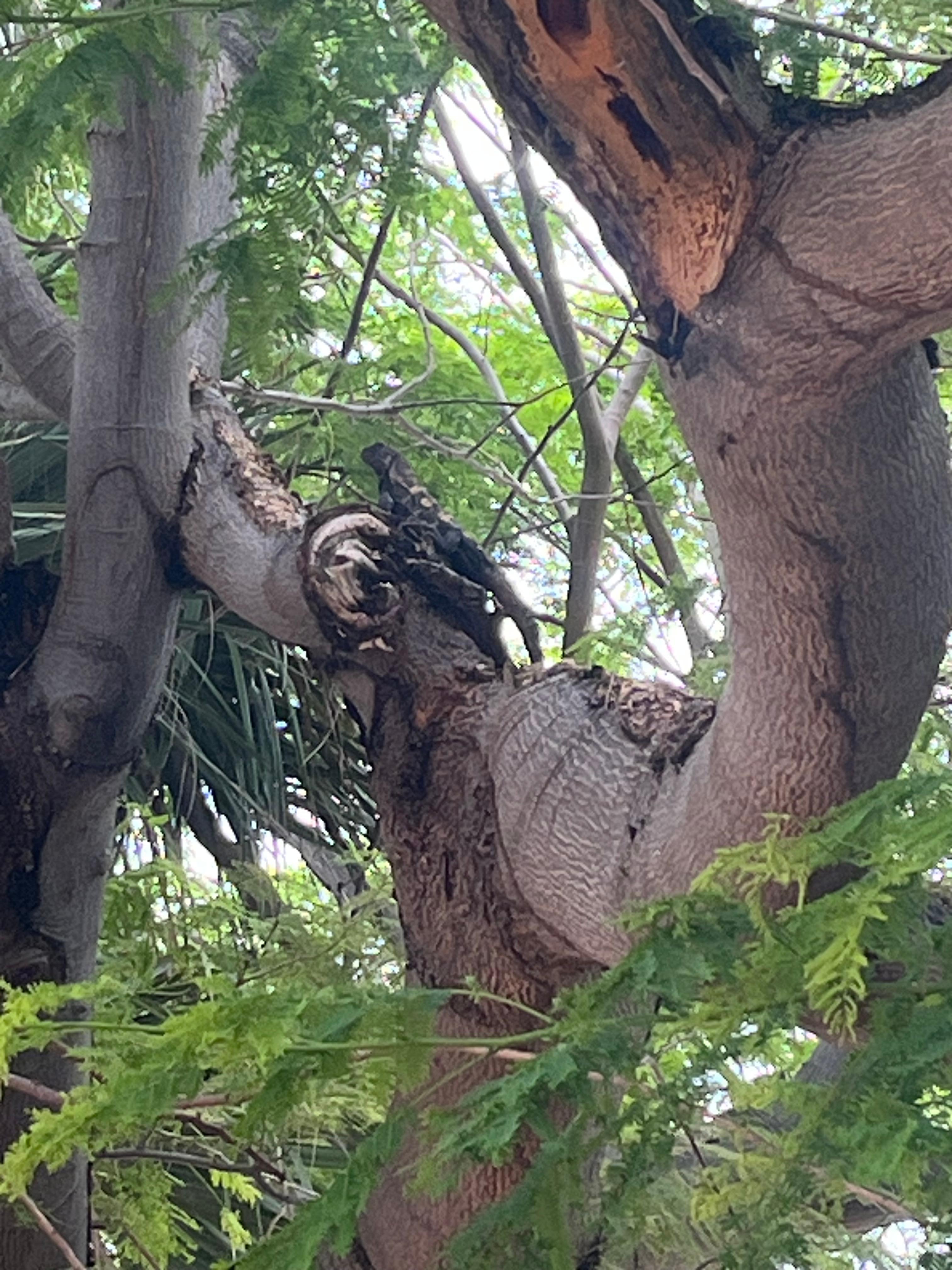 An iguana just chilling