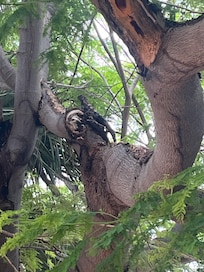An iguana just chilling