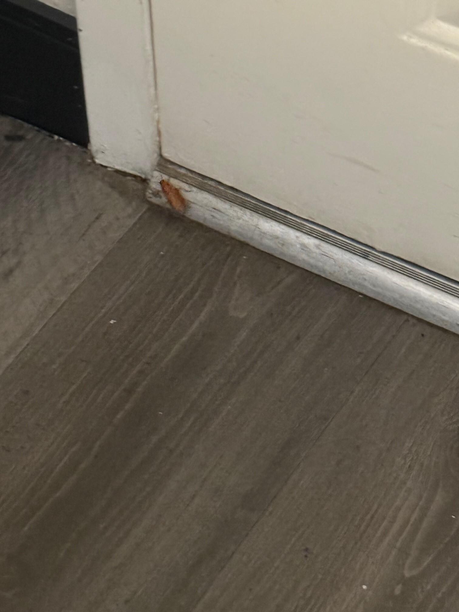 The 4th cockroach of the maybe 45 minutes in the room pre-extermination.